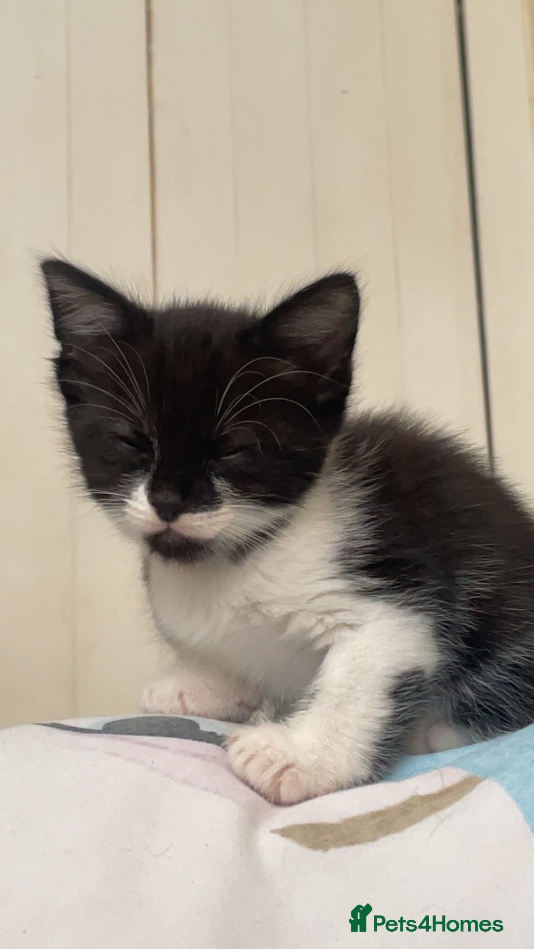 Mixed Breed cats for sale: 2 Kittens for sale!!! one girl, one boy - Image 1