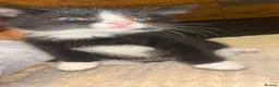 Mixed Breed cats for sale: 4 female kittens  in Lincoln - Advert 10