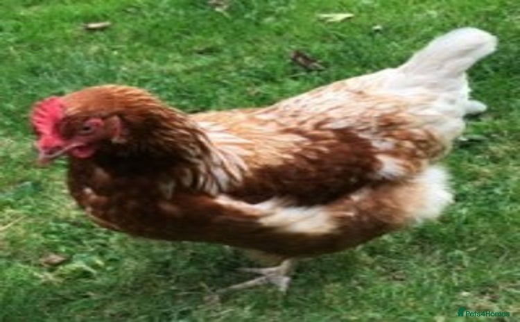 Chickens poultry - Advert 8
