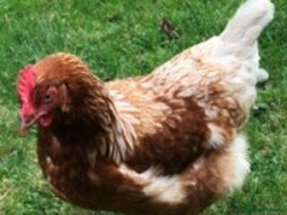 Chickens poultry - Advert 18