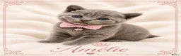 British Shorthair cats for sale: 💙Blue point BSH Kitten-Premium Quality 💙 - Advert 5