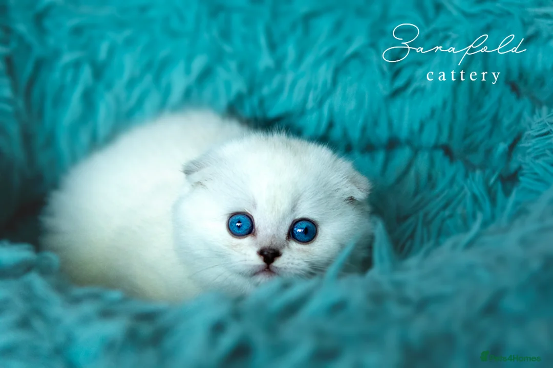 Scottish Fold cats for sale: Tommy – Charismatic Blue Eyed Boy 💙 - Advert 2