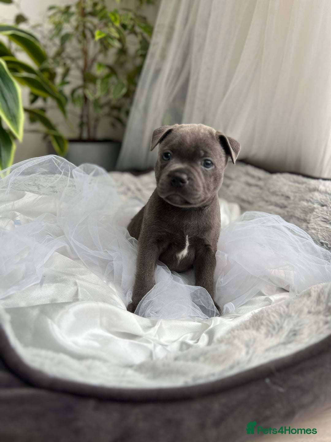 Staffordshire Bull Terrier dogs for sale: 🔷 Pharaon Champion Line Pups 🔷 in Wolverhampton - Image 5