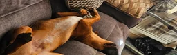 Mixed Breed dogs for sale: Springer x ridgeback  in Taunton - Advert 3