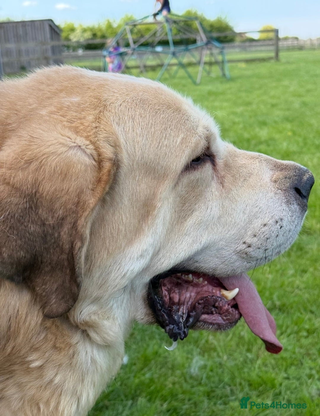 Mastiff dogs for sale: Registered Spanish mastiff puppies  - Image 11