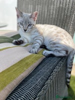 Bengal cats - Advert 5