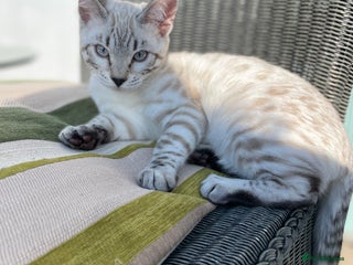 Bengal cats - Advert 12