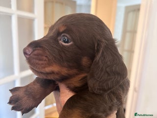 Dachshund dogs Dachshund - Advert 11