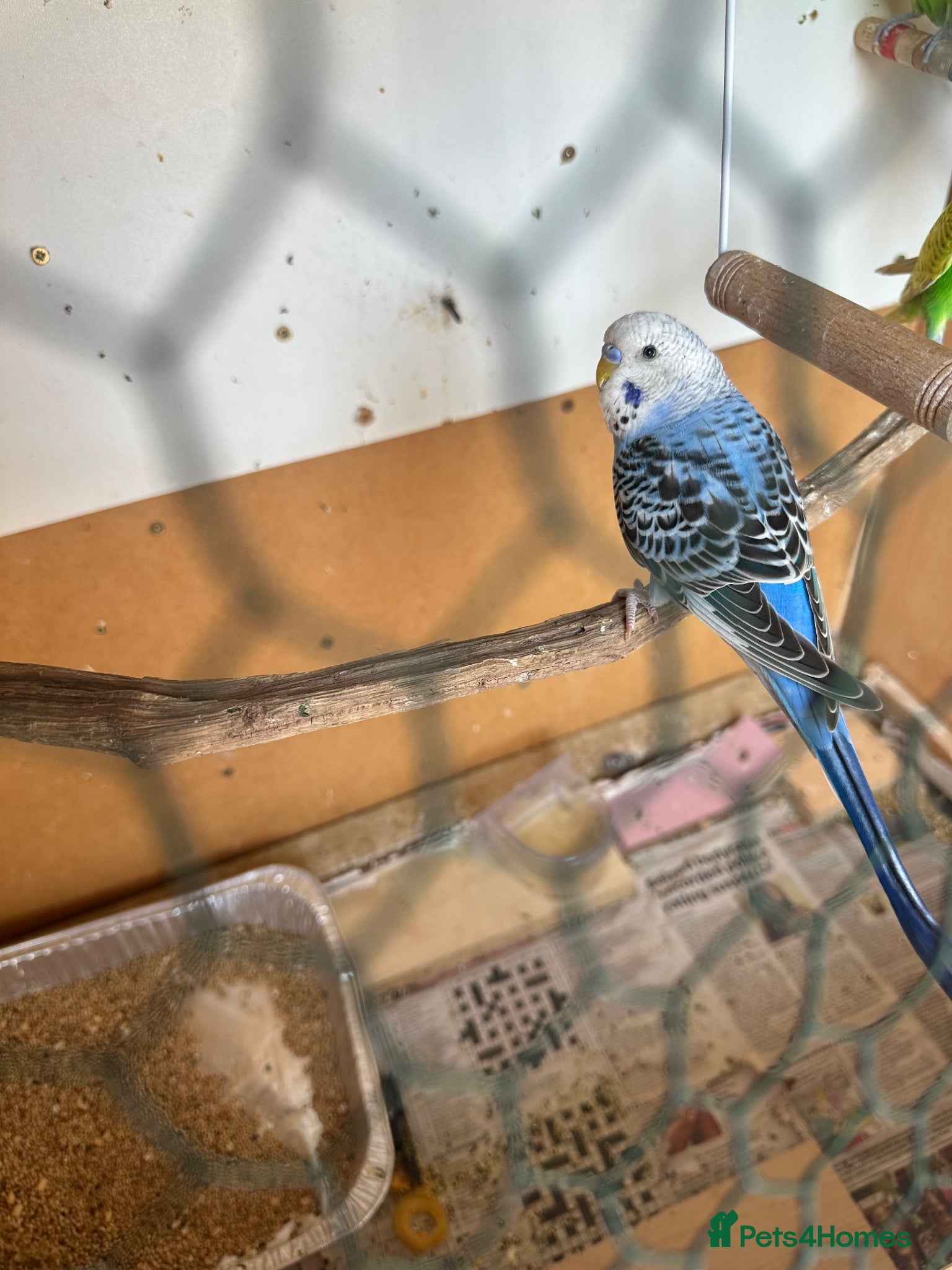 Budgerigars birds Lovely male budgies  - Advert 1