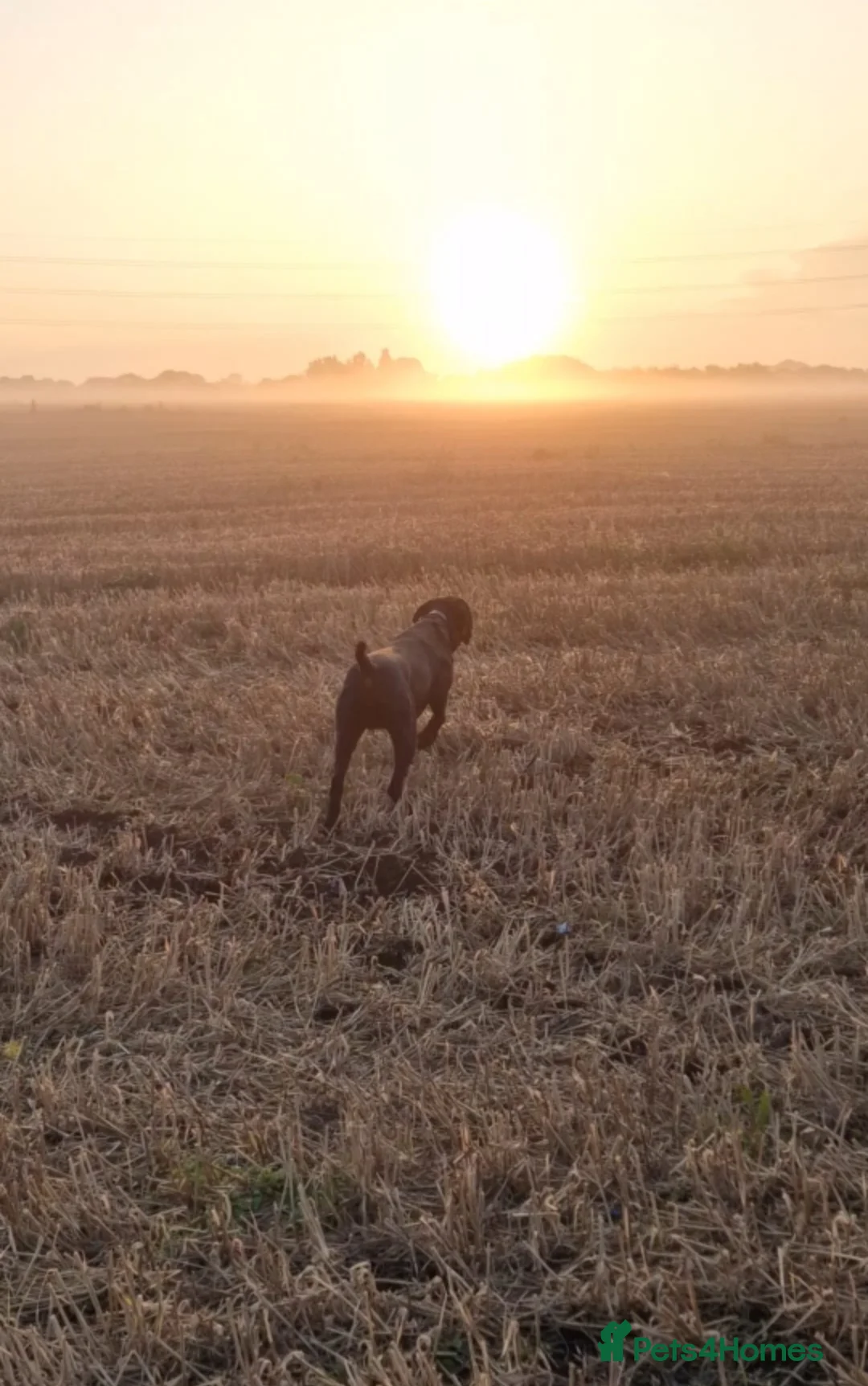 German Shorthaired Pointer dogs for stud: Proven full KC Reg GSP 5th Generation working in Liverpool - Advert 3