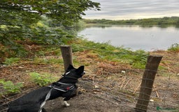 Border Collie dogs for sale: Coco  - Image 5