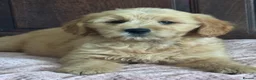 Mini Goldendoodle dogs for sale: Health-Tested Family Happy Sociable Goldendoodles - Advert 24