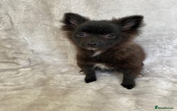 Pomeranian dogs for sale: 💕Beautiful Black Pomeranian Girl💕 - Image 5