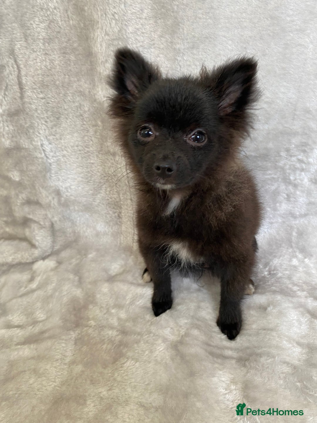 Pomeranian dogs for sale: 💕Beautiful Black Pomeranian Girl💕 - Image 5