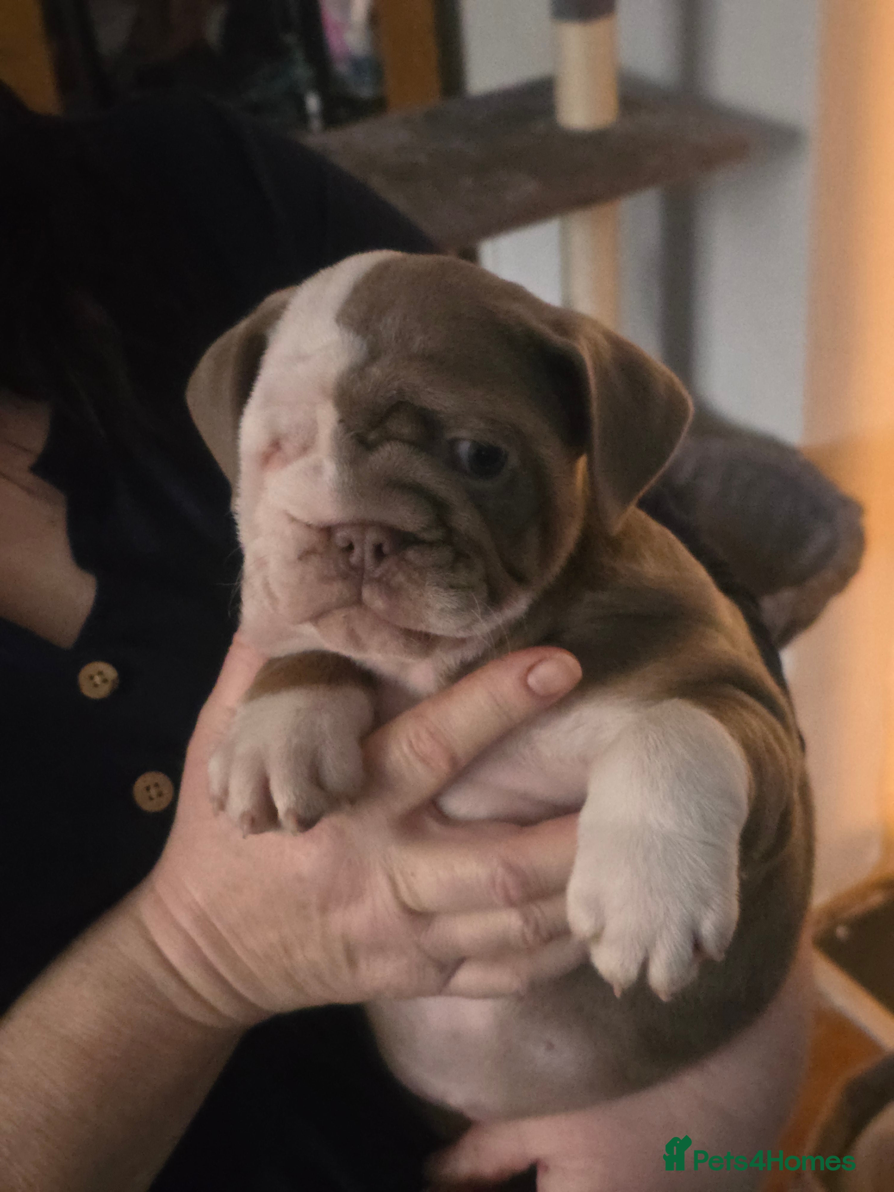 English Bulldog dogs English bulldog girl ready now - Advert 12