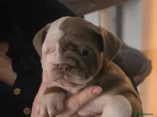 English Bulldog dogs English bulldog girl ready now - Advert 12