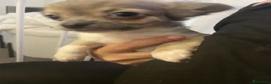 Chihuahua 3