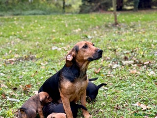 Mixed Breed dogs - Advert 6
