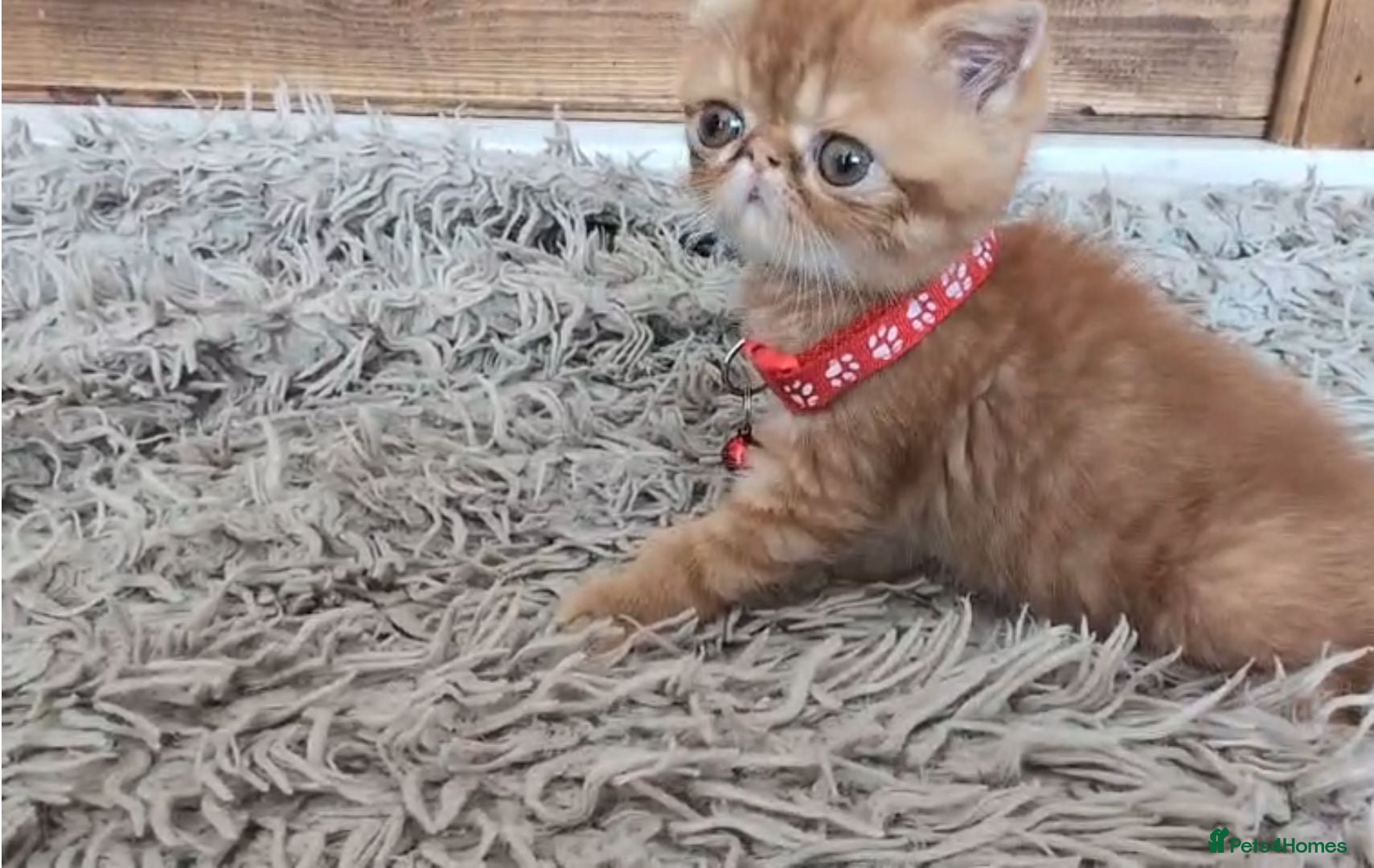 Persian cats 🐾 Beautiful Persian Kittens 🐾 - Advert 1