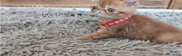Persian cats for sale: 🐾 Beautiful Persian Kittens 🐾 - Advert 21