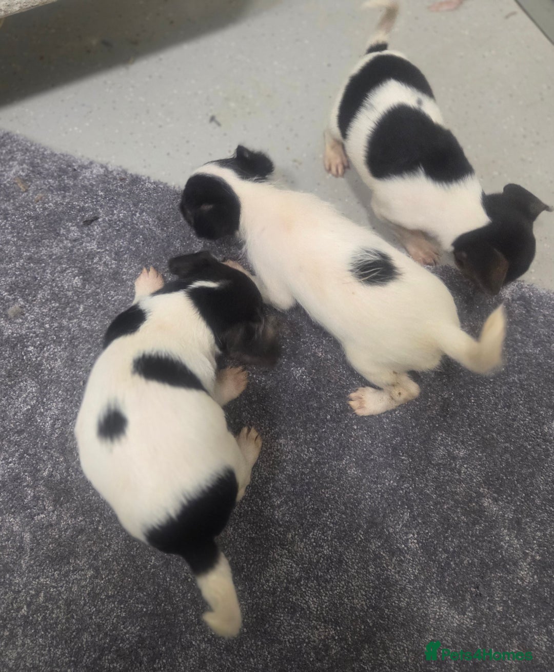 Jack Russell dogs for sale: Jack russell pups  - Image 1