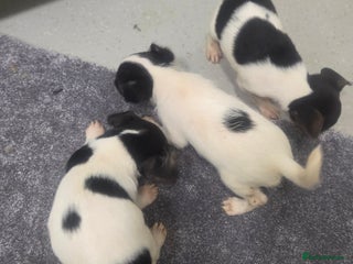 Jack Russell dogs - Advert 11