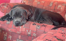 Cane Corso dogs for sale: Urgent! Stunning boy looking for a new home! - Image 4