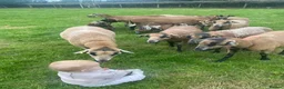 Sheep livestock for sale: 🐑 African Cameroon Lambs – Born April 2026 🐑 in Brecon - Advert 3