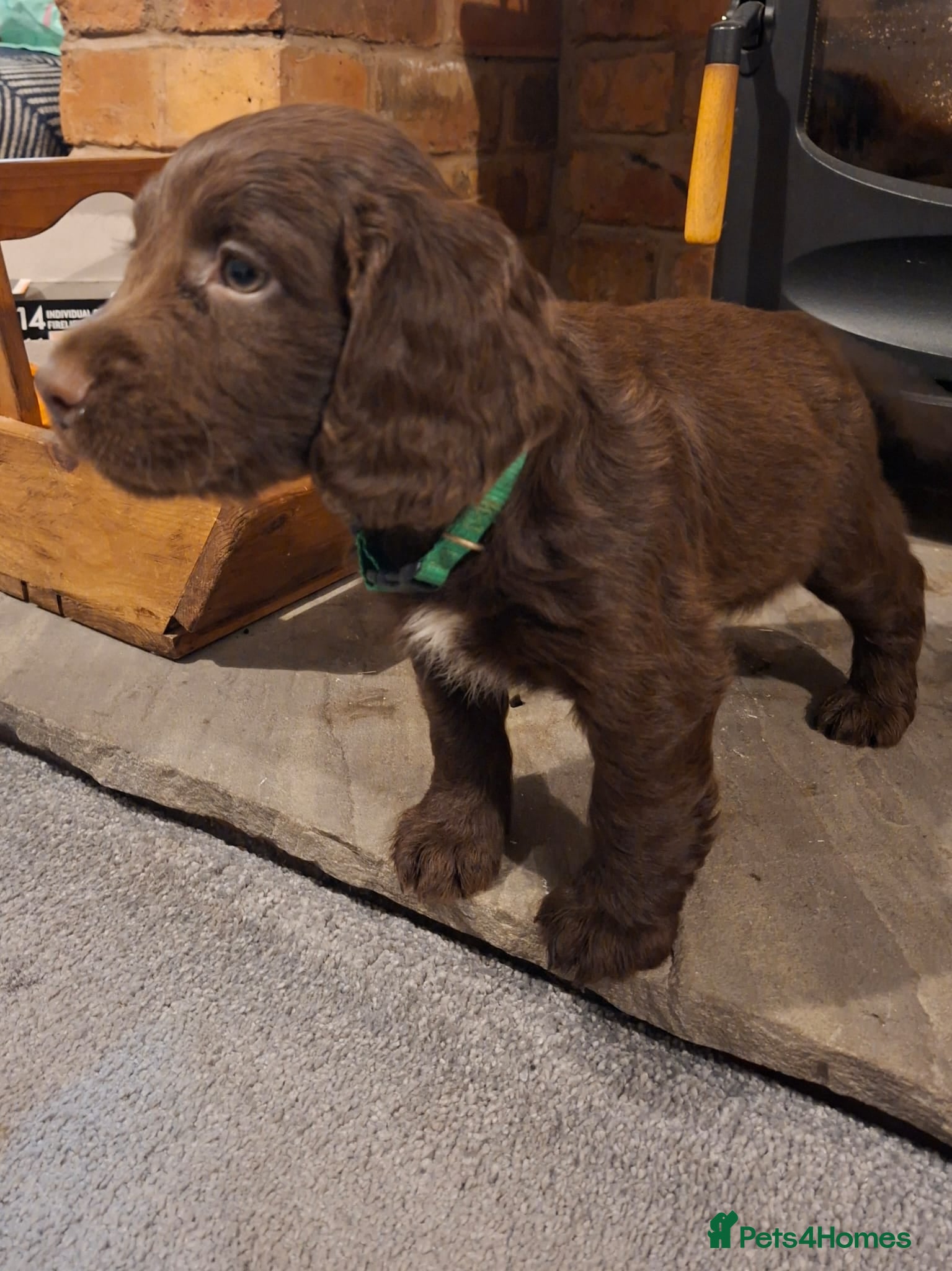 Sprocker dogs F1 Sprocker Spaniel Puppies 7 Boys & 2 Girls 🐾 - Advert 15