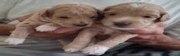 Mixed Breed dogs for sale: Puppies for sale in Southport - Advert 6