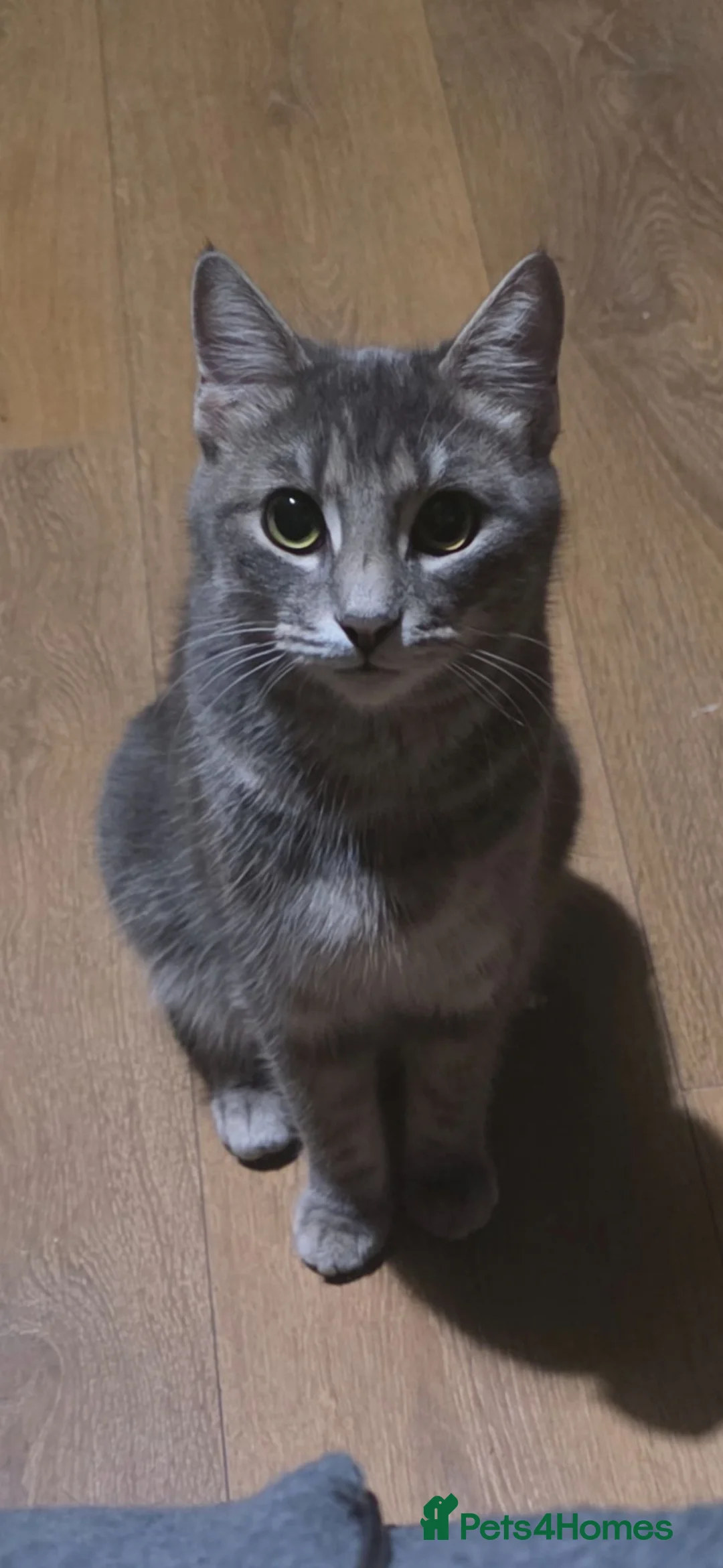 Mixed Breed cats for sale: Mixed tabby x 5 - Advert 2
