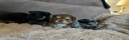 Chihuahua dogs for sale: Stunning chihuahua pups for sale  - Advert 6