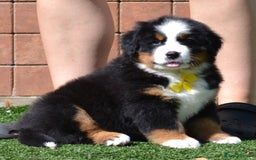 Bernese Mountain Dog dogs for sale: ⭐EXQUISITE IMPORTED LINES KC REGISTERED PUPPIES⭐ - Image 16