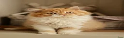 British Shorthair cats for sale: Chocolate Bicolour orange British Short Long-haird - Advert 22