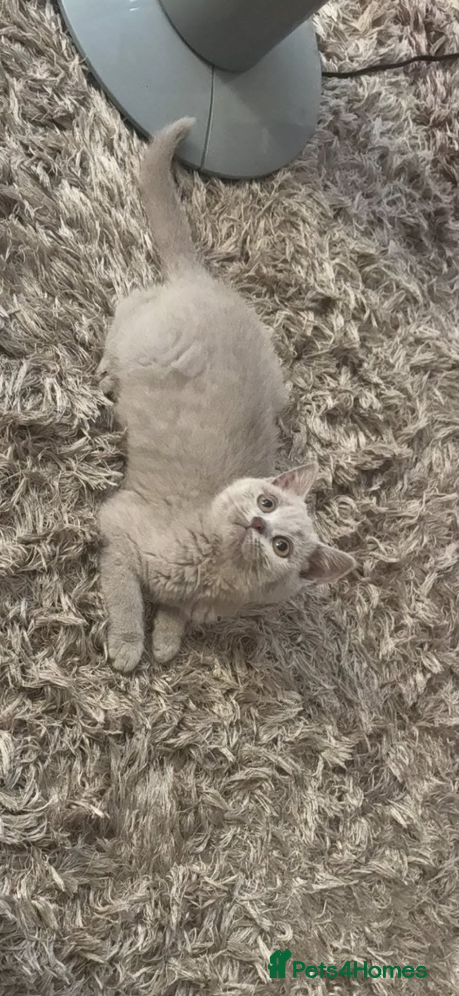 British Shorthair cats Stunning Lilac BSH kittens  - Advert 1