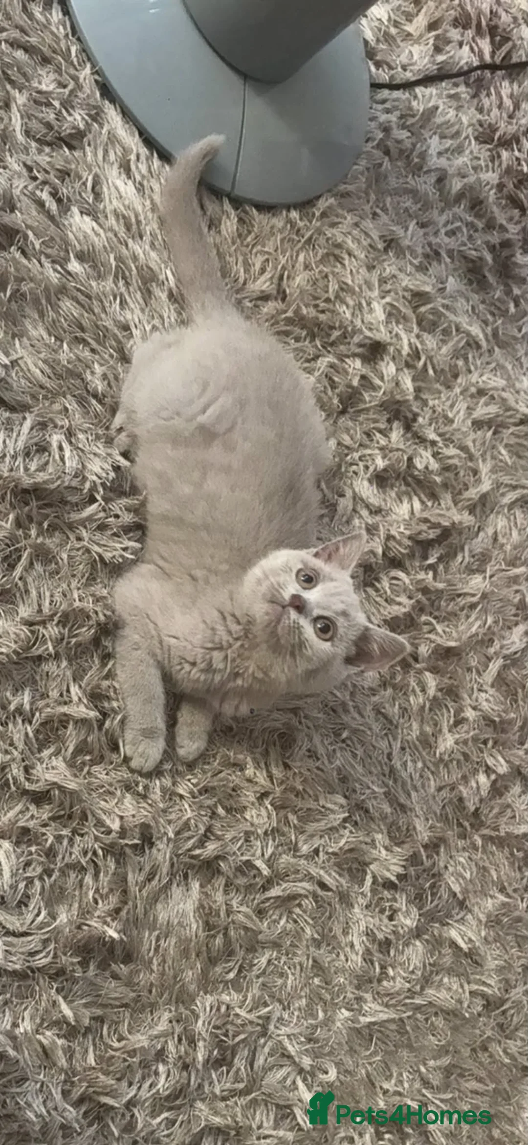 British Shorthair cats for sale: Stunning Lilac BSH kittens  - Advert 1