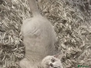 British Shorthair cats Stunning Lilac BSH kittens - Advert 1