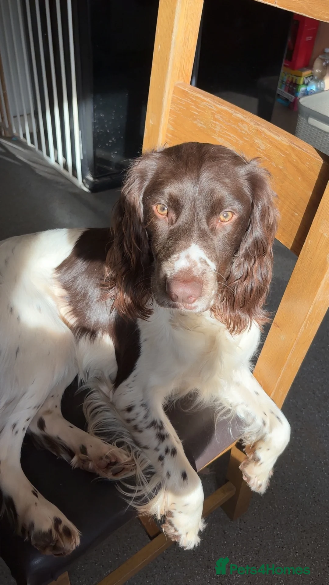 Welsh Springer Spaniel dogs for sale: Spring spaniel  - Advert 1