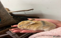 Mixed Breed rabbits for sale: Mini Lop Babies available now & 2 week old babies - Image 12