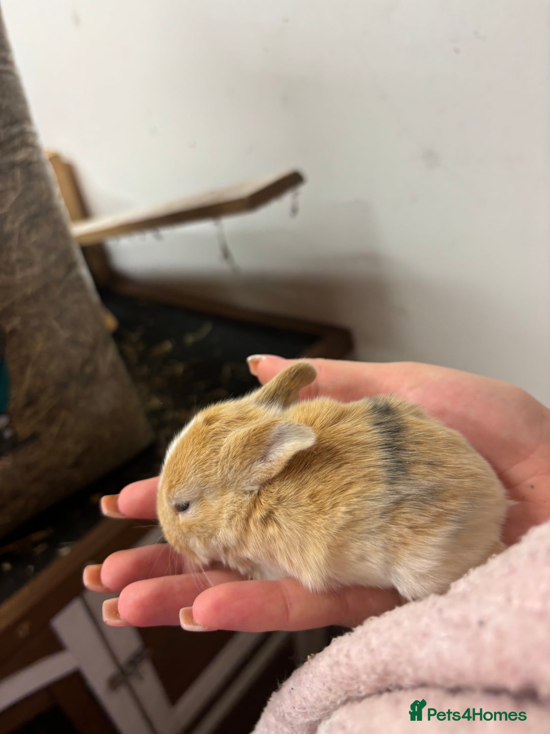 Mixed Breed rabbits for sale: Mini Lop Babies available now & 2 week old babies - Image 12