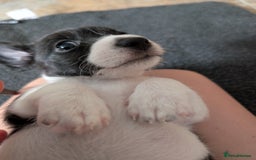 Jackapoo dogs for sale: Gorgeous Jackapoo Puppies for sale  - Image 12
