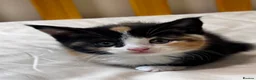 Scottish Fold cats for sale: Scottish Straights & Folds  - Advert 10
