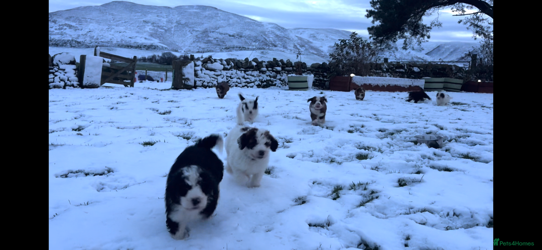 Bernedoodle dogs for sale: Bernedoodle F1B puppies - Advert 15