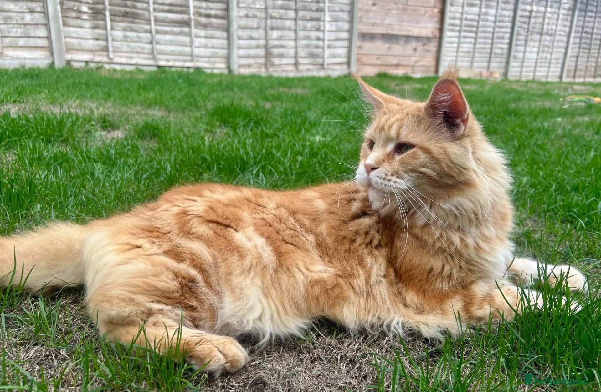 Maine Coon cats Registered Pedigree Maine Coon Female - Advert 2