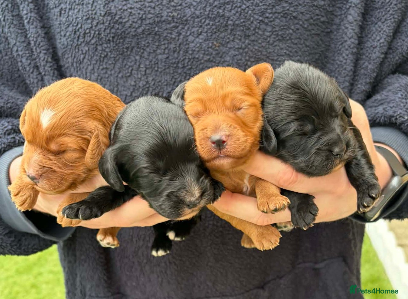 Cockapoo dogs F1 cockapoos [health tested ) - Advert 15