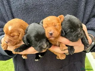 Cockapoo dogs F1 cockapoos [health tested ) - Advert 15