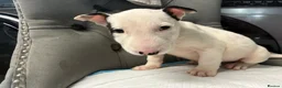 English Bull Terrier dogs for sale: Two beautiful English bull terrier puppies  - Advert 14