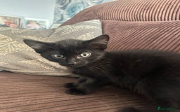 Mixed Breed cats for sale: 2 black kittens for sale. - Advert 2