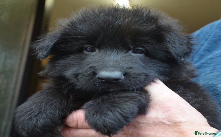 German Shepherd dogs - Advert 15