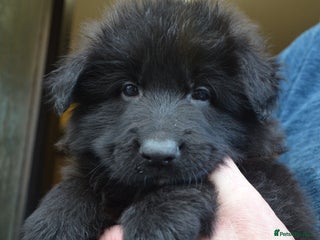 German Shepherd dogs - Advert 12